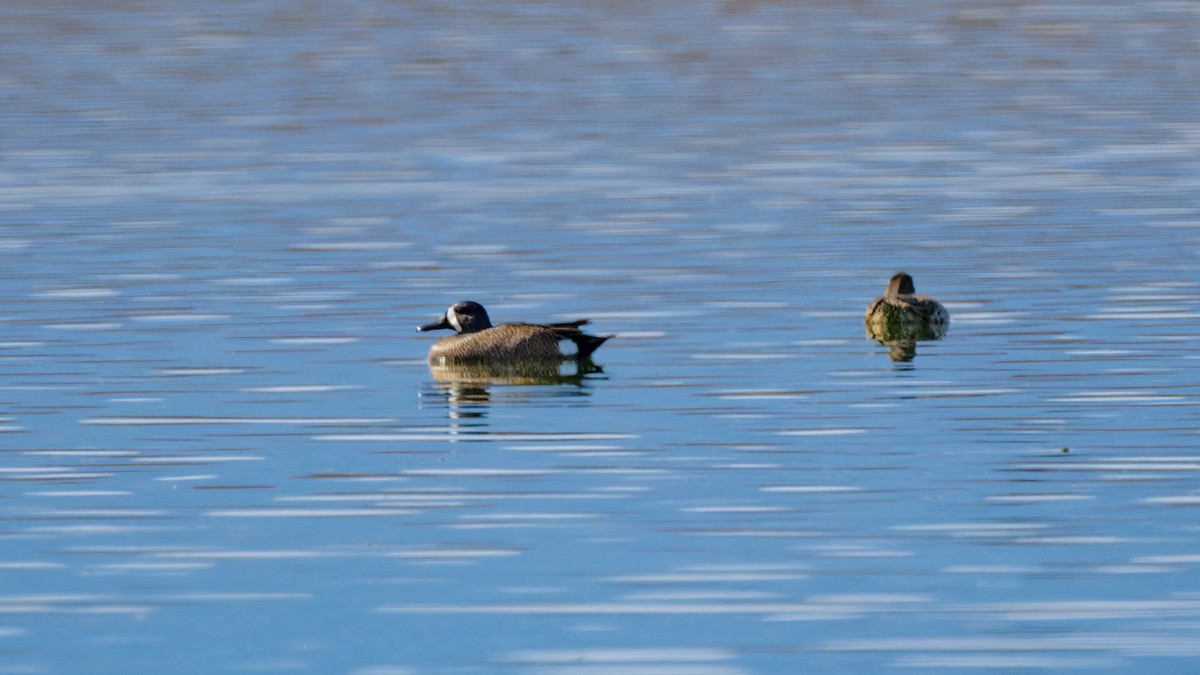 Blue-winged Teal - ML617870172