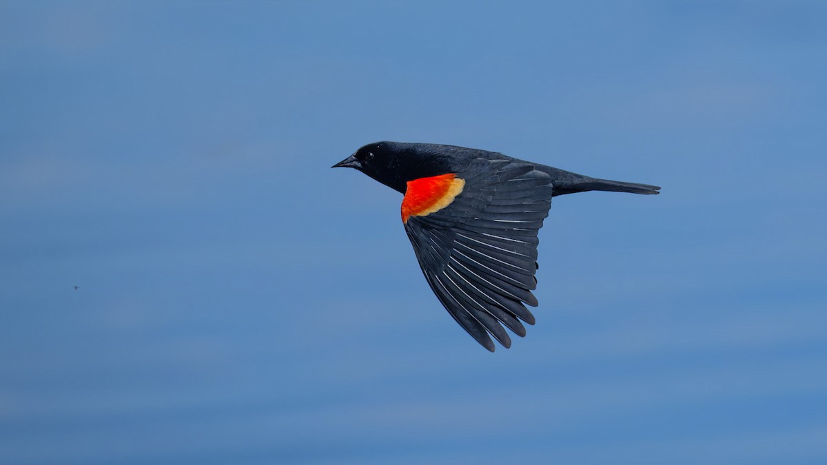 Red-winged Blackbird - ML617870187