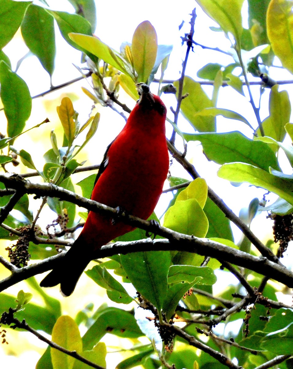 Scarlet Tanager - ML617870205