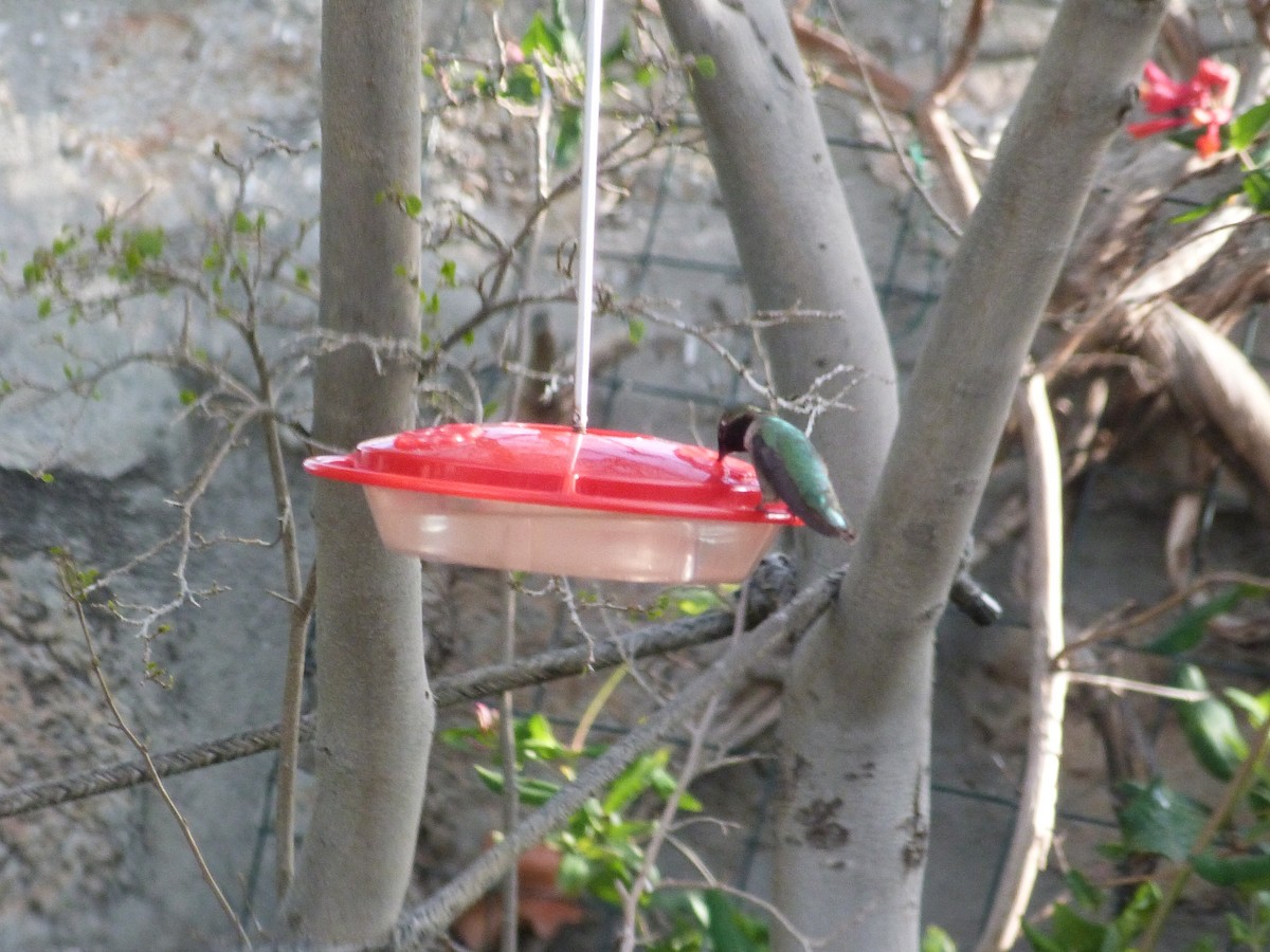 Anna's Hummingbird - ML617870234