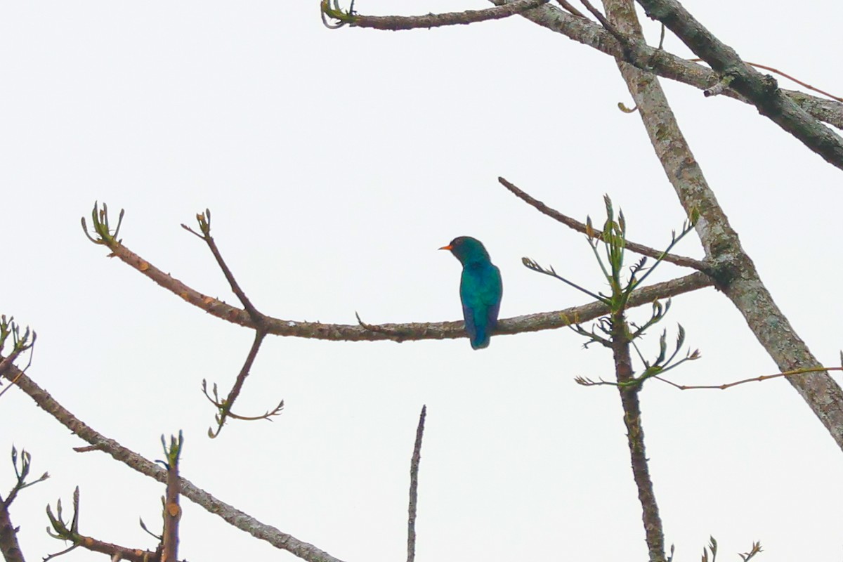 Asian Emerald Cuckoo - ML617870240