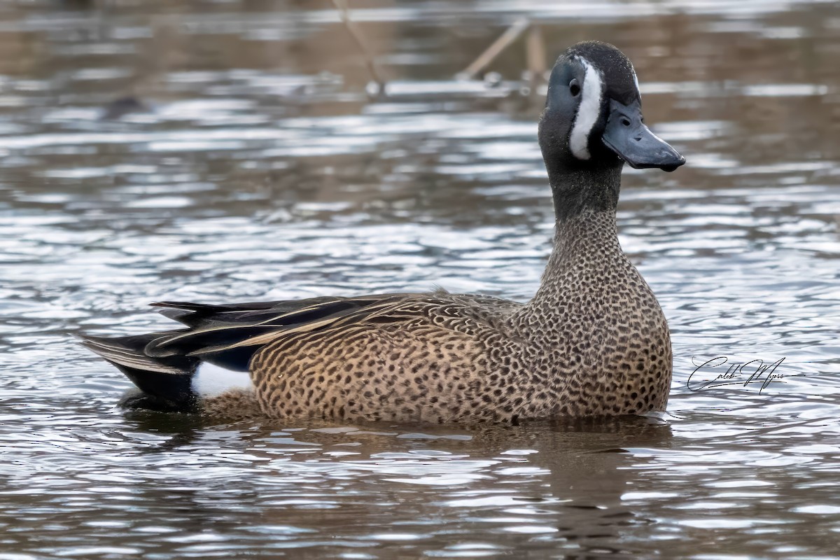 Blue-winged Teal - Caleb Myers