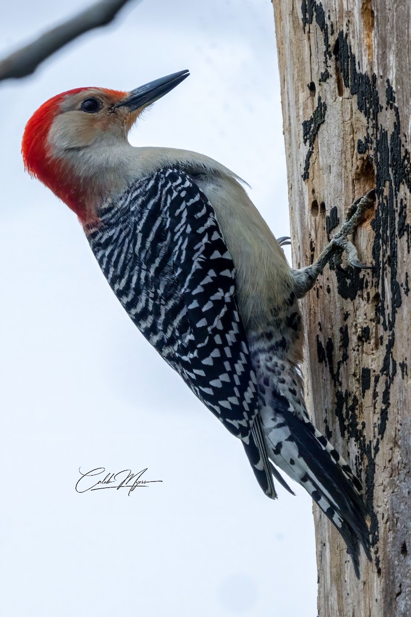 Red-bellied Woodpecker - Caleb Myers