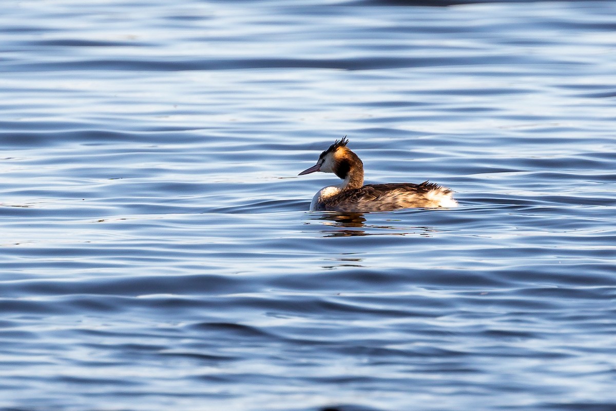 Great Crested Grebe - ML617870279