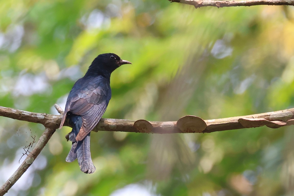 Square-tailed Drongo-Cuckoo - ML617870286