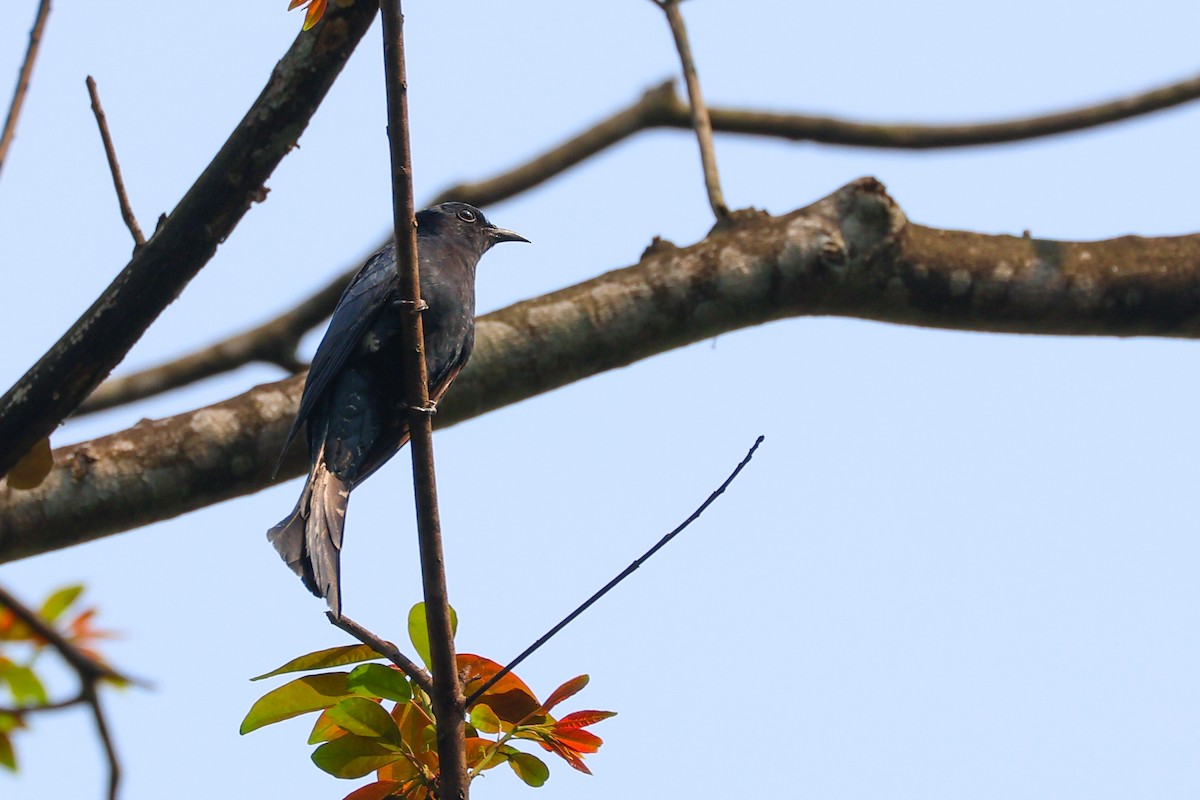 Square-tailed Drongo-Cuckoo - ML617870287