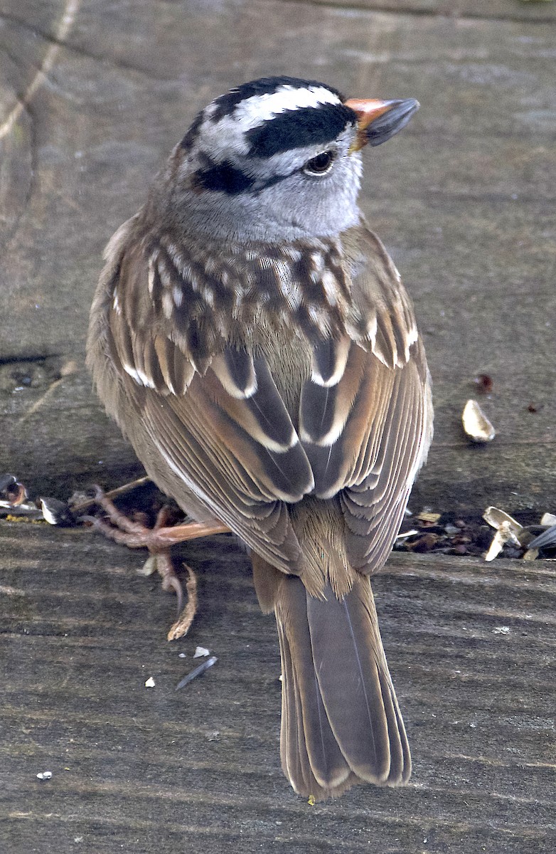 White-crowned Sparrow - ML617870289