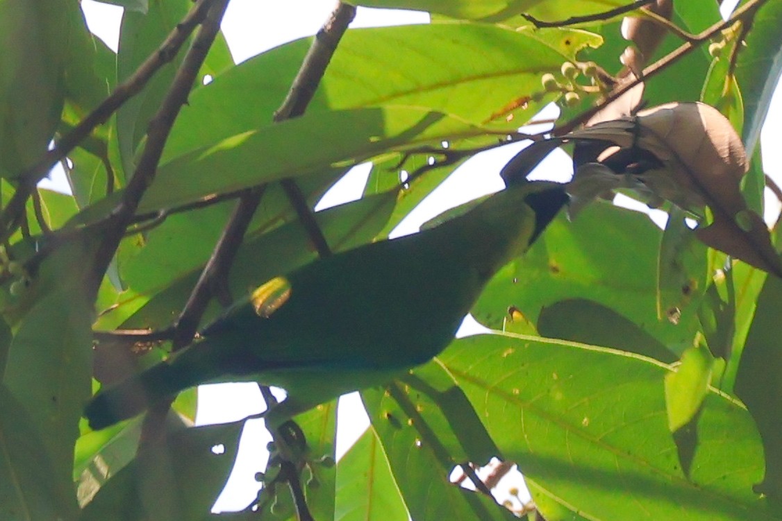 Blue-winged Leafbird - Rahul Pereira