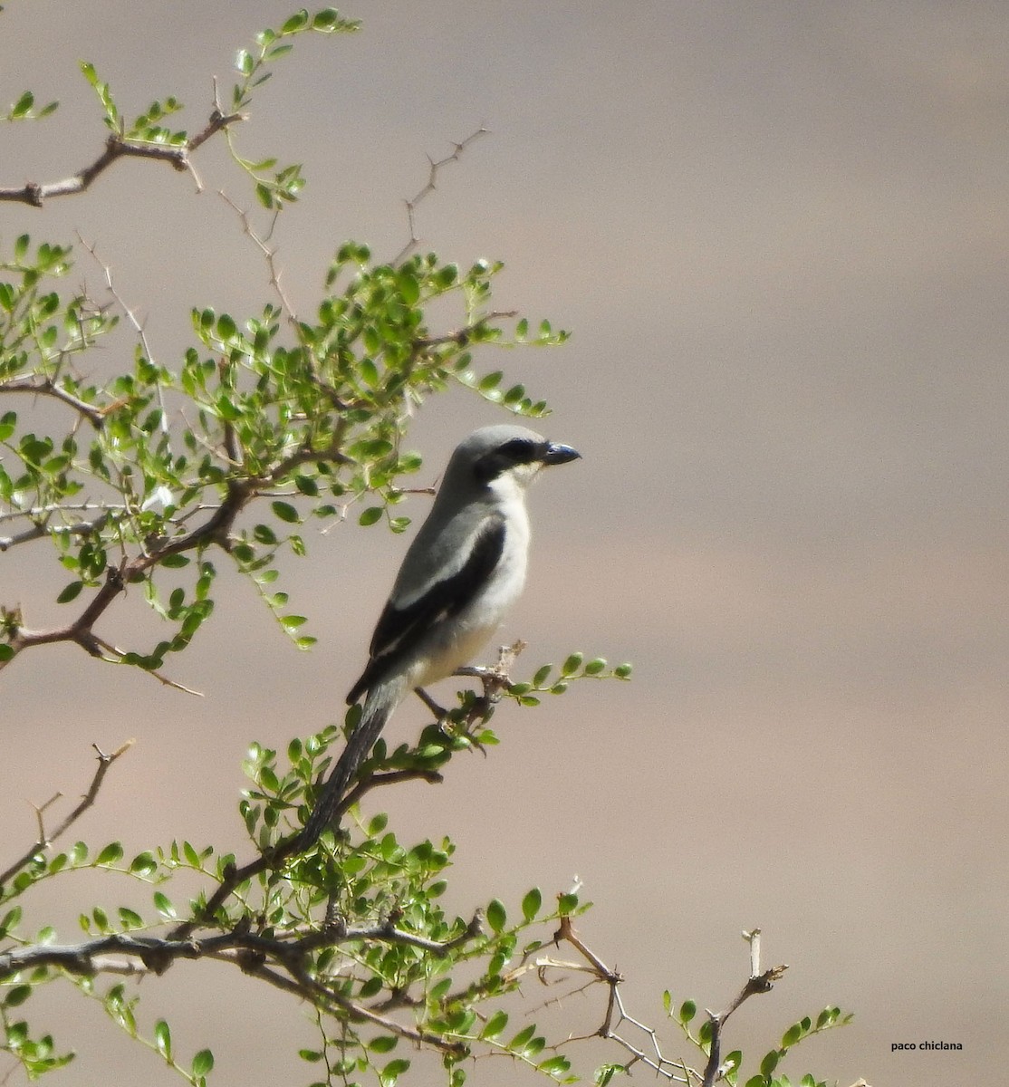 Great Gray Shrike (Sahara) - Paco Chiclana