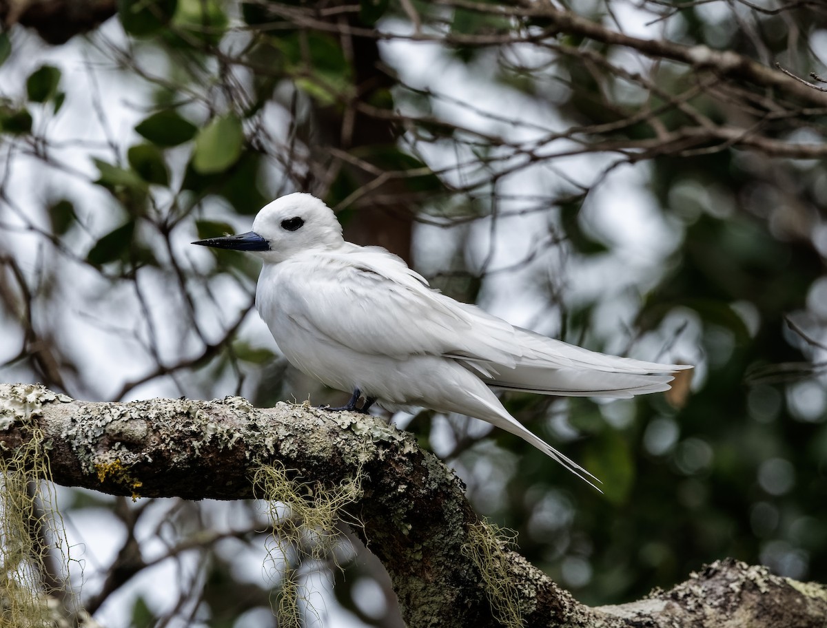 White Tern (Pacific) - ML617870330