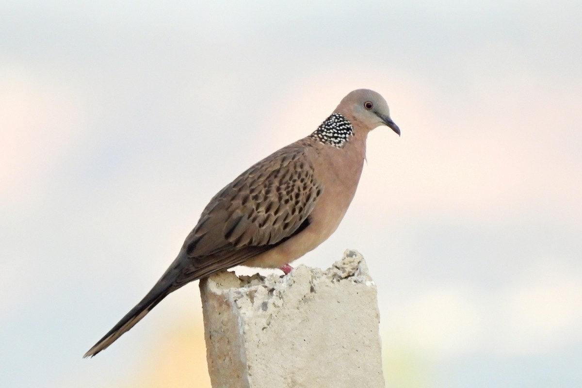 Spotted Dove - ML617870336