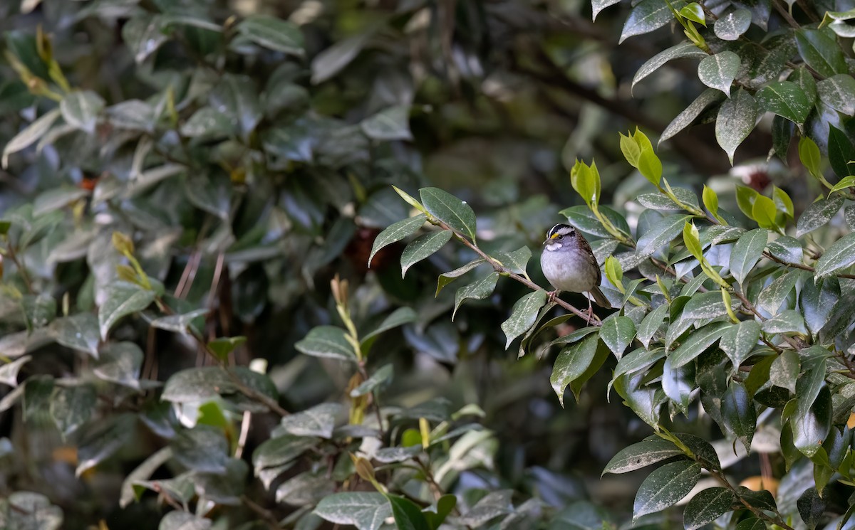 White-throated Sparrow - ML617870354
