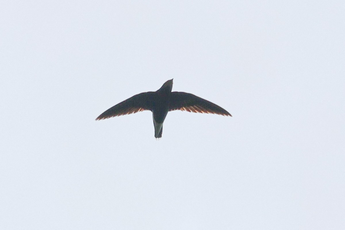 Silver-backed Needletail - ML617870379