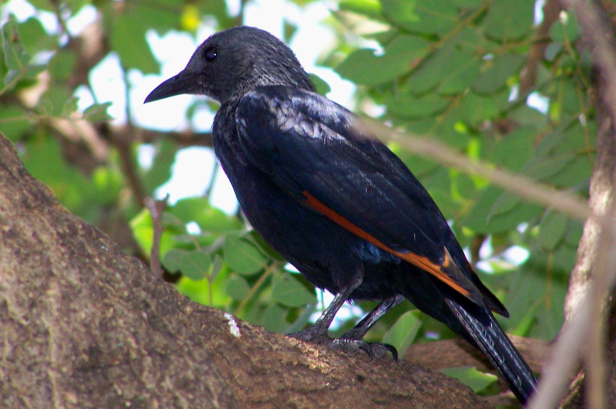 Red-winged Starling - ML617870383