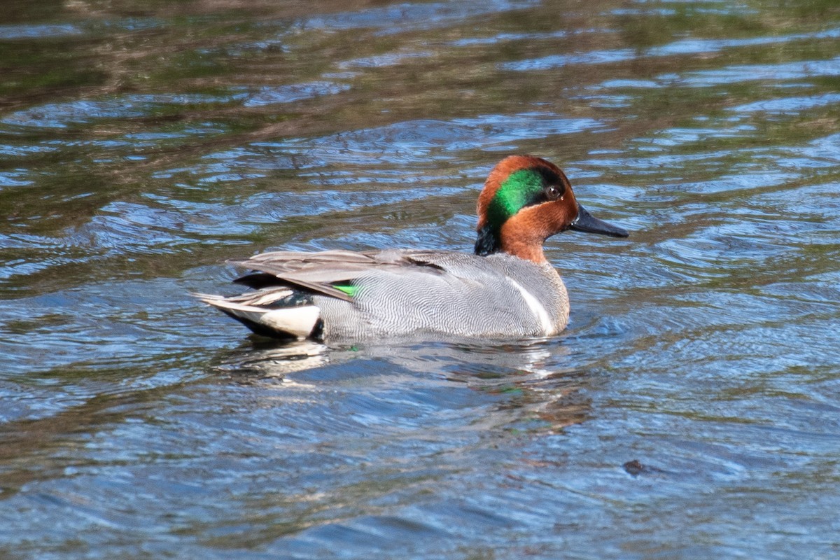 Green-winged Teal - ML617870418