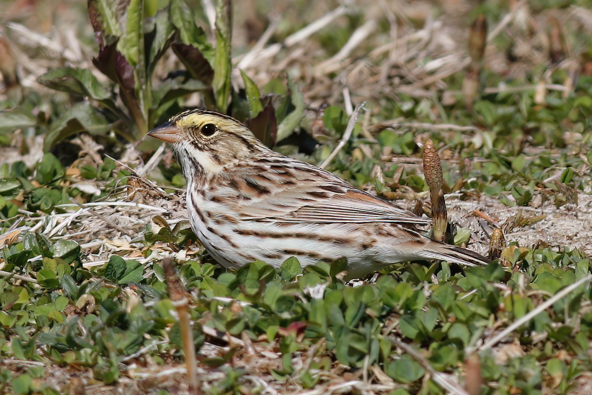 Savannah Sparrow - ML617870445