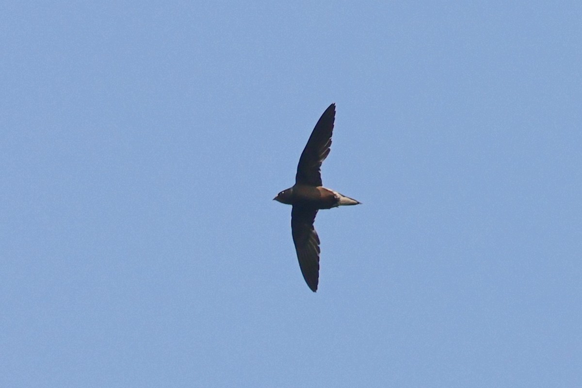 Brown-backed Needletail - ML617870452