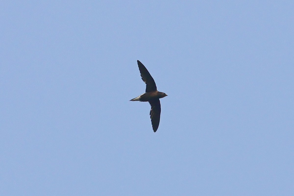 Brown-backed Needletail - ML617870454