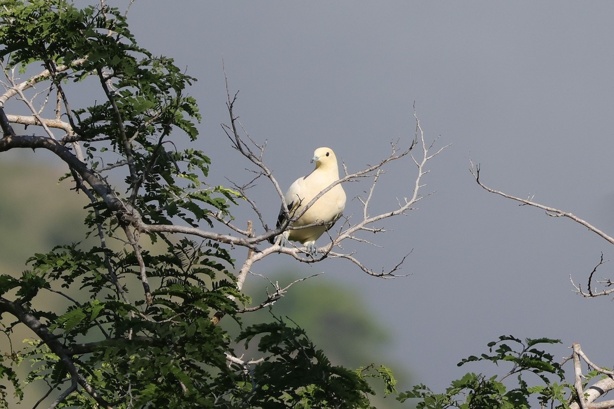 Pied Imperial-Pigeon - ML617870456