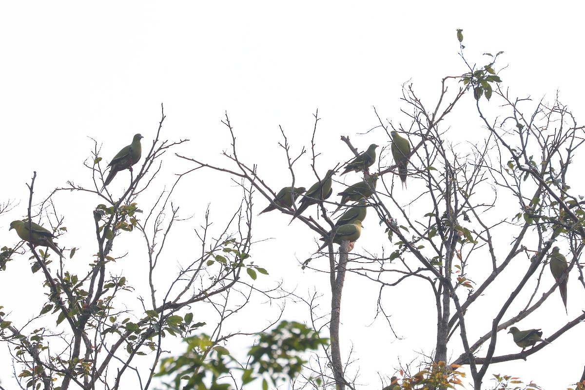 Pin-tailed Green-Pigeon - ML617870607