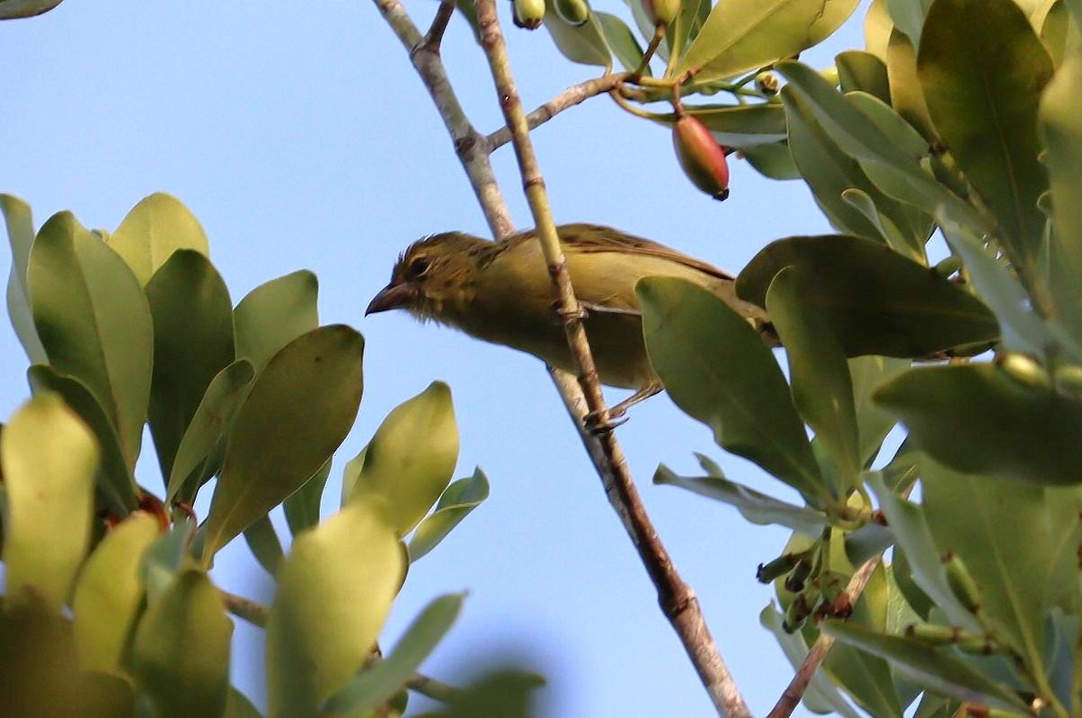 Black-faced Tanager - ML617870621