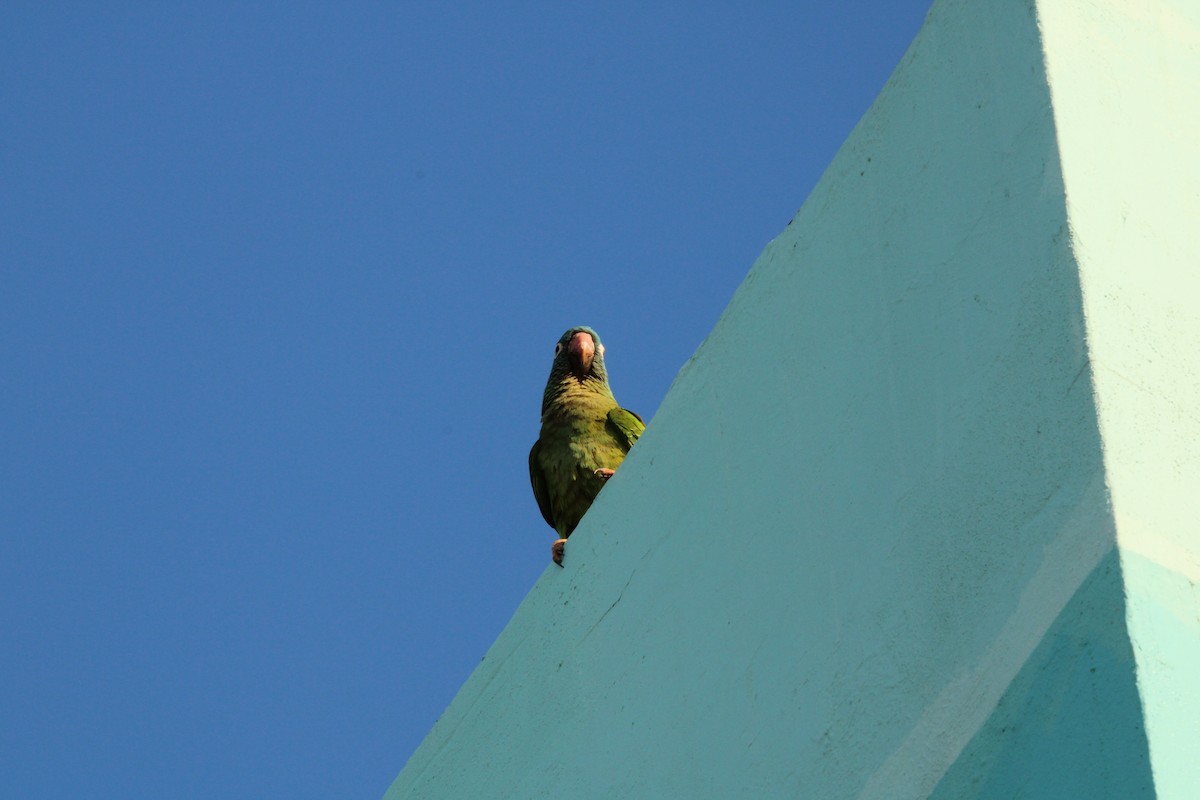 Blue-crowned Parakeet - Fritz (Boch) Hoeflein