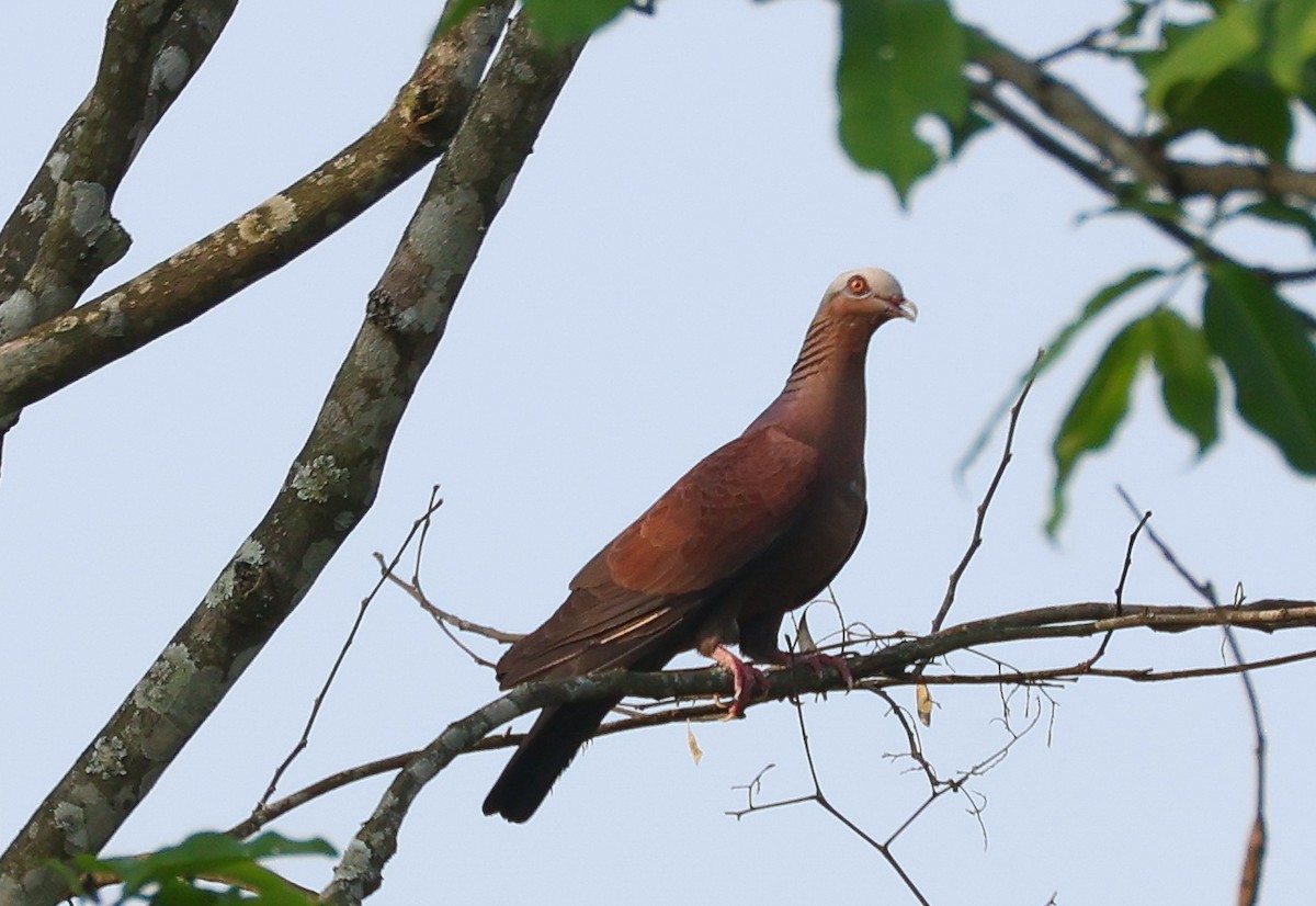 Pale-capped Pigeon - ML617870715