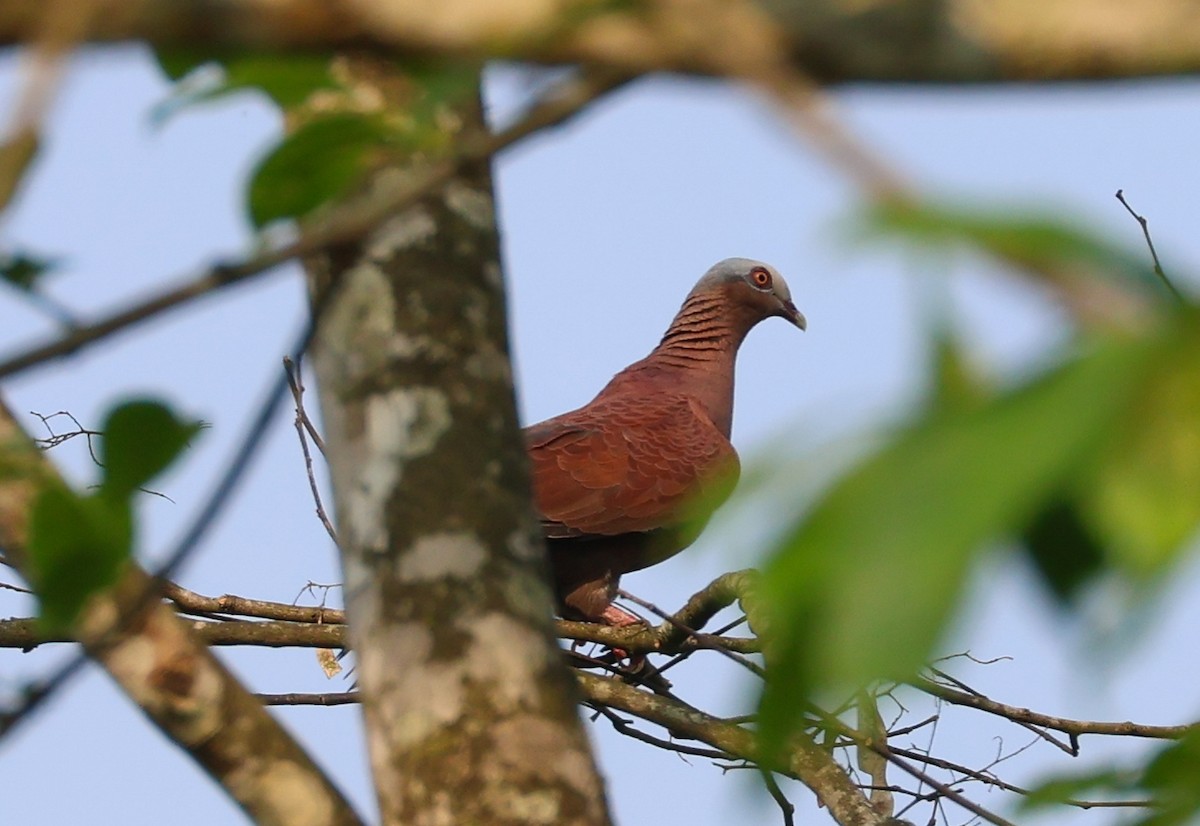 Pale-capped Pigeon - ML617870716