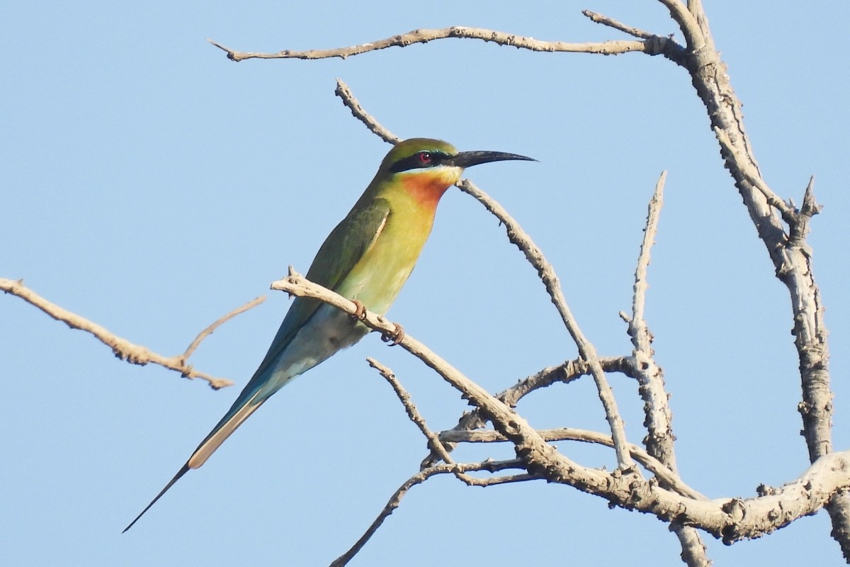Blue-tailed Bee-eater - ML617870737