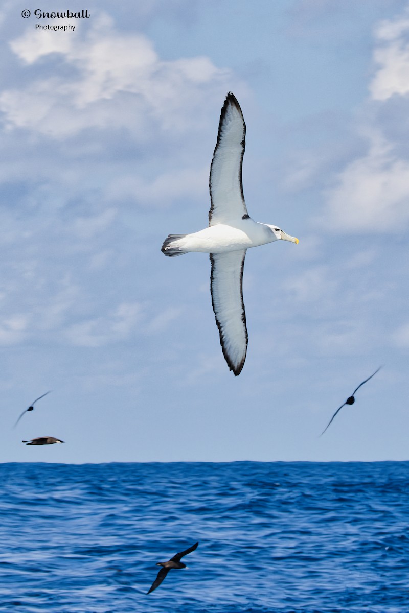 White-capped Albatross - Martin Snowball