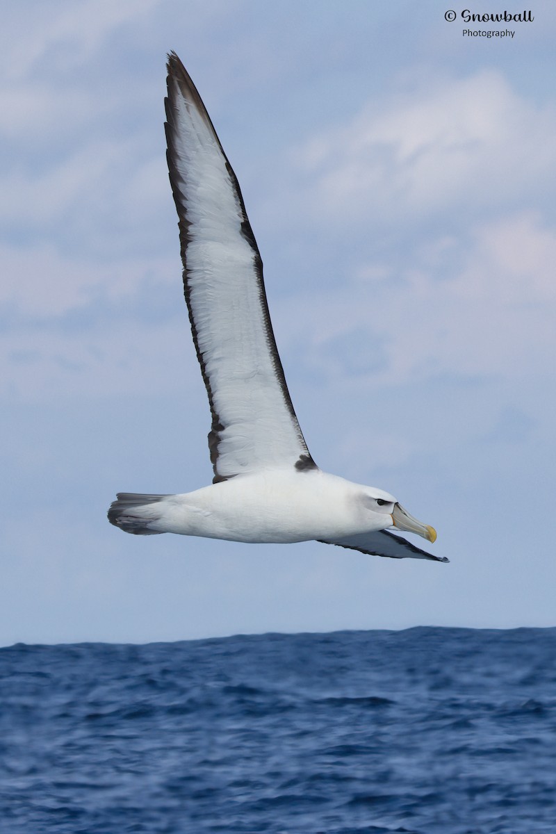 White-capped Albatross - ML617870748