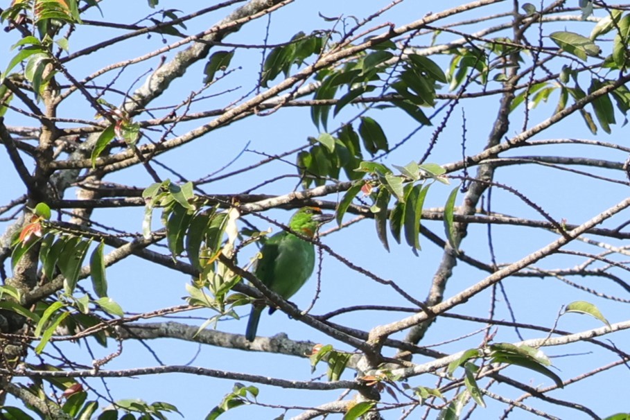 Flame-fronted Barbet - ML617870767