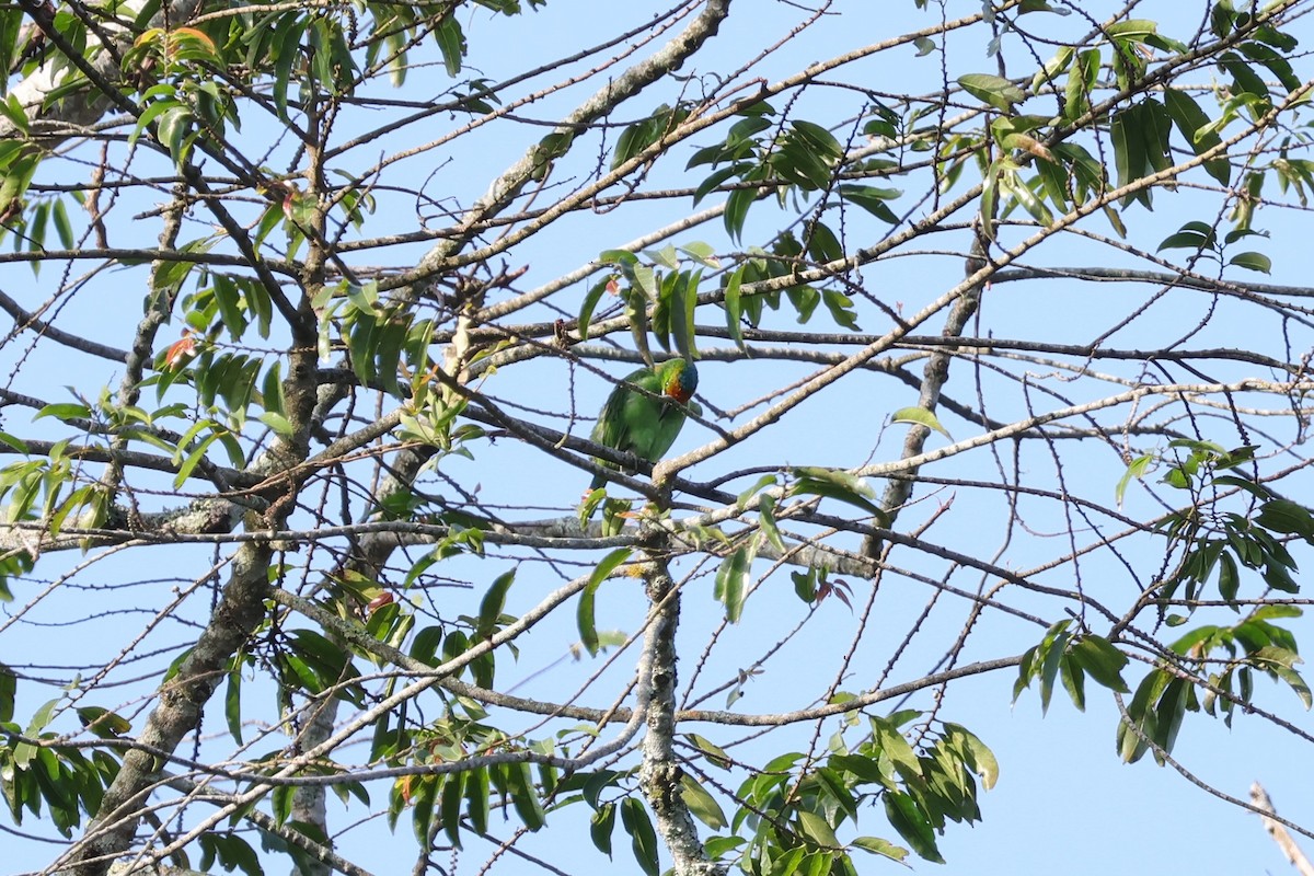 Flame-fronted Barbet - 瑞珍 楊