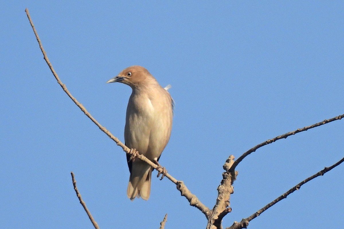 White-shouldered Starling - ML617870772
