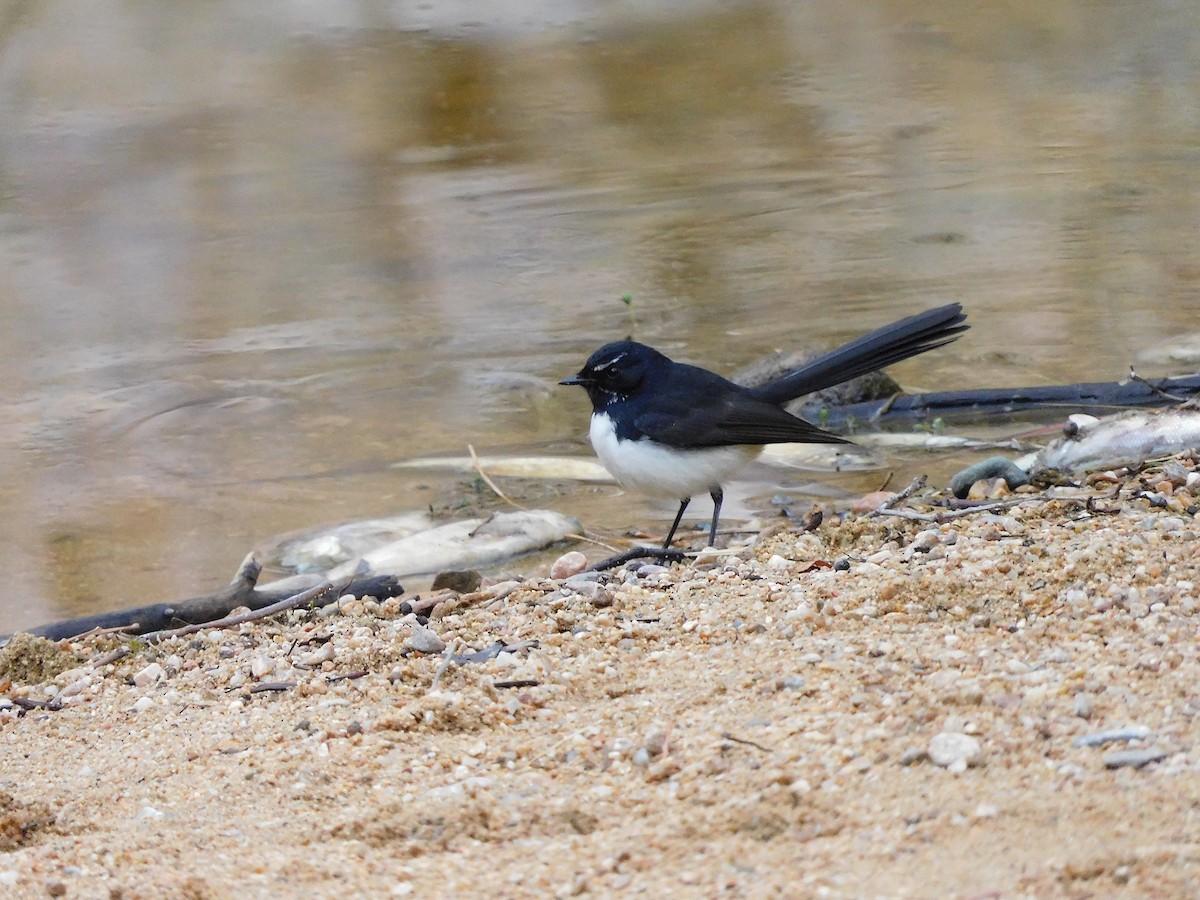 Willie-wagtail - ML617870779