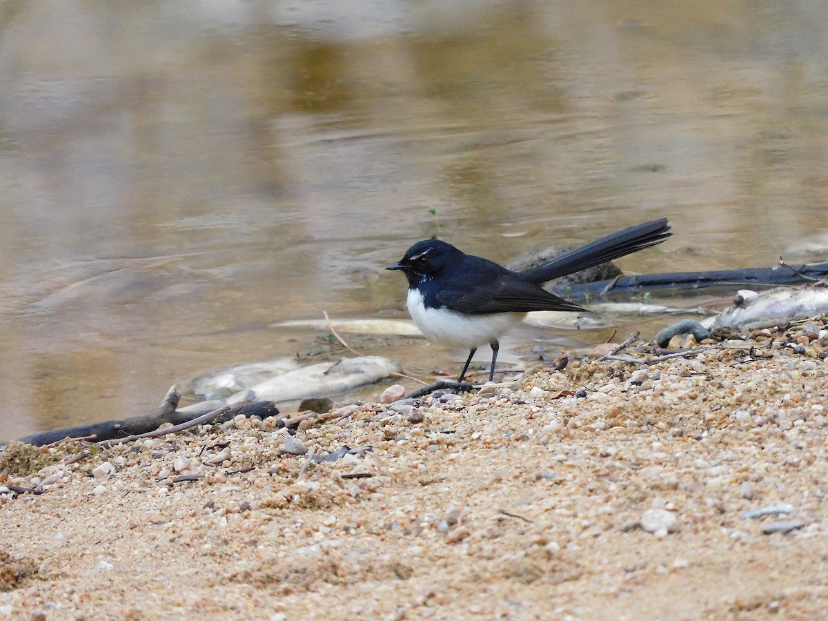 Willie-wagtail - ML617870780