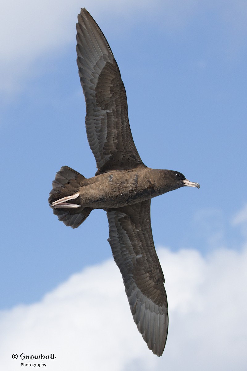 Flesh-footed Shearwater - ML617870787