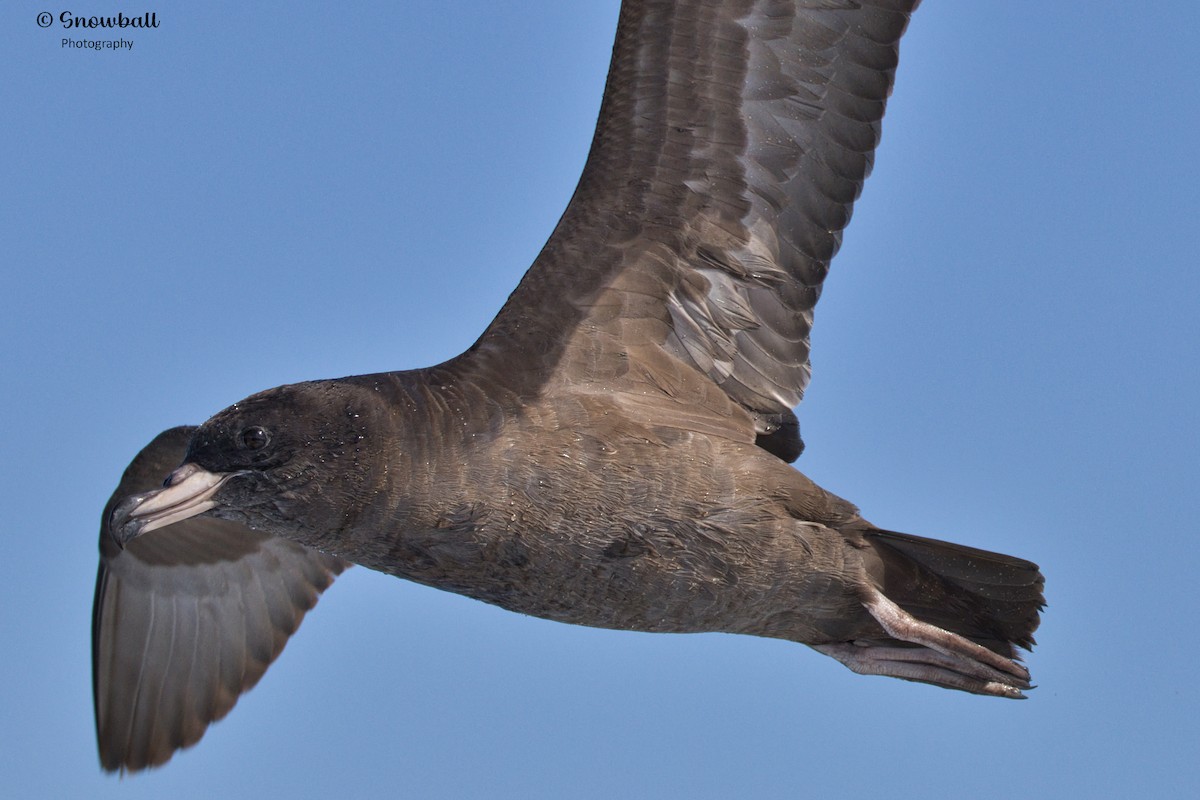 Flesh-footed Shearwater - ML617870793