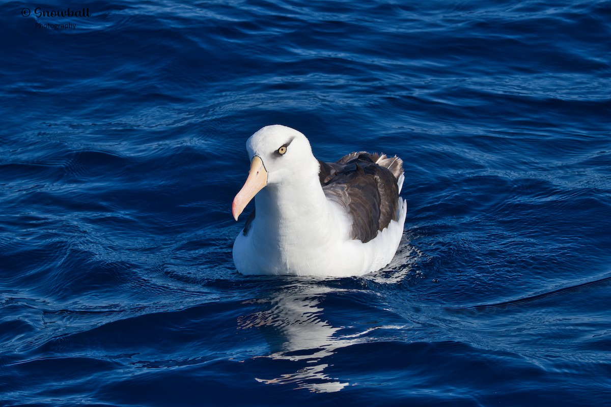 Black-browed Albatross (Campbell) - Martin Snowball