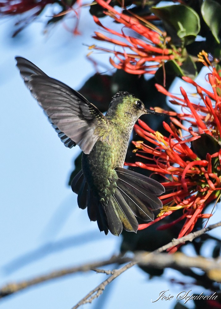 Green-backed Firecrown - ML617870825