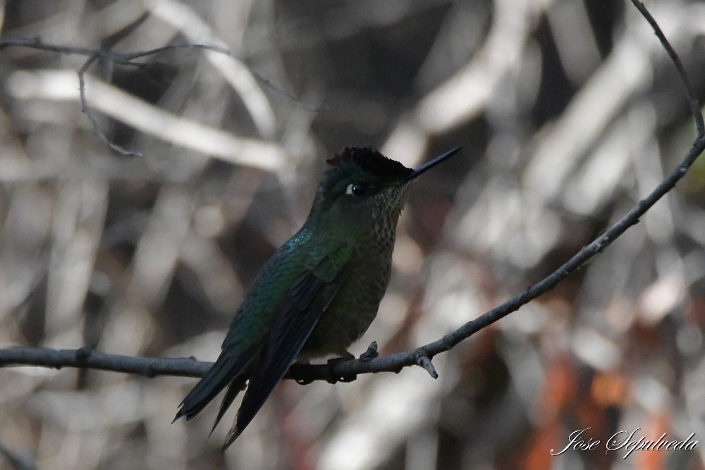 Green-backed Firecrown - ML617870826