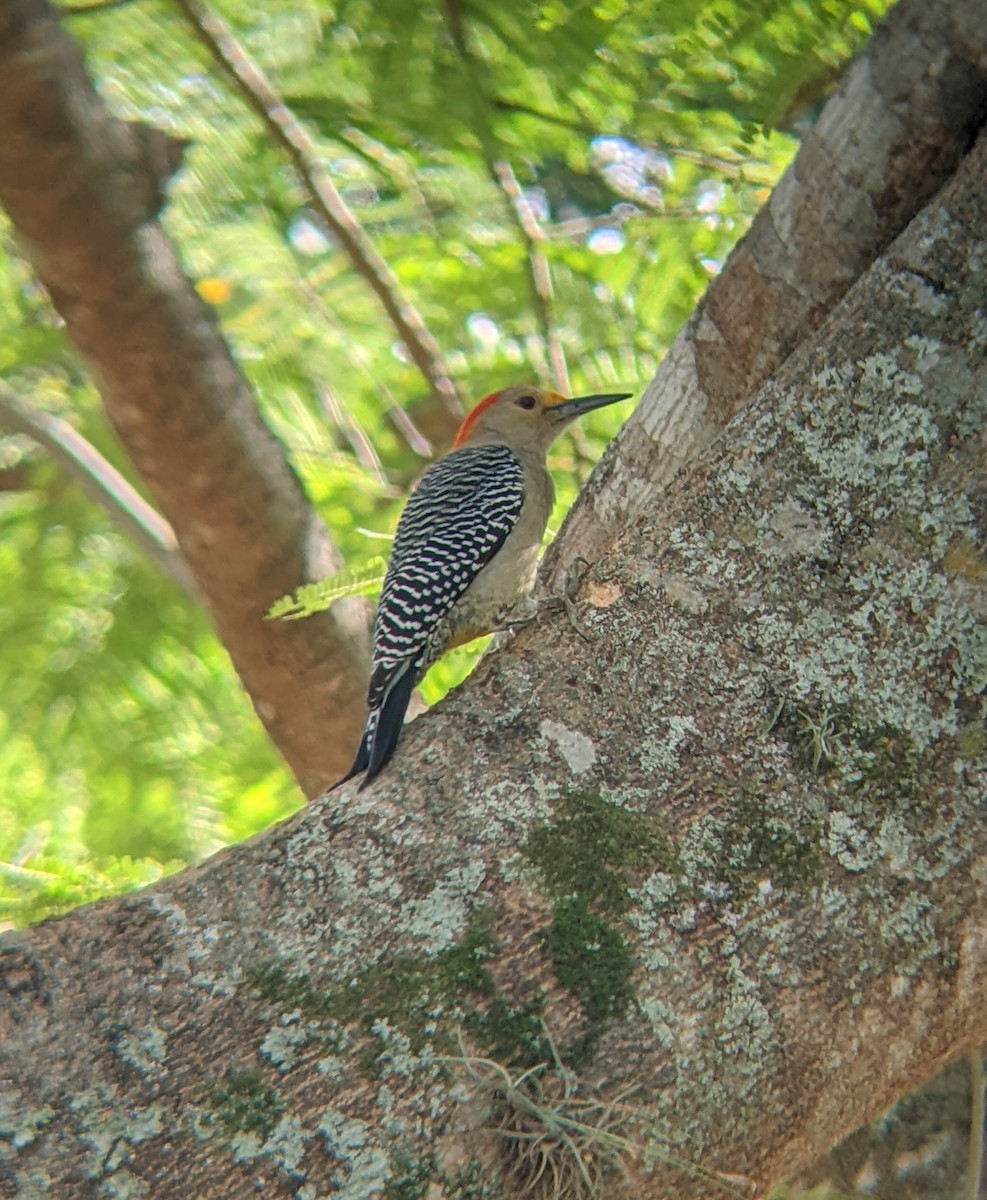Golden-fronted Woodpecker - ML617870952