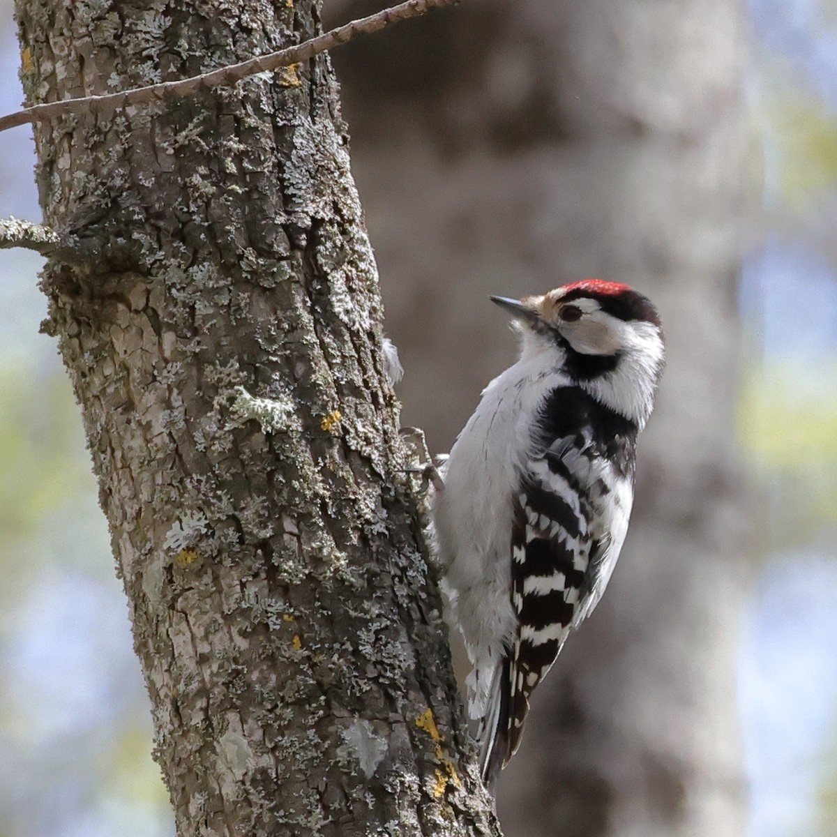 Lesser Spotted Woodpecker - Julia Shvetsova