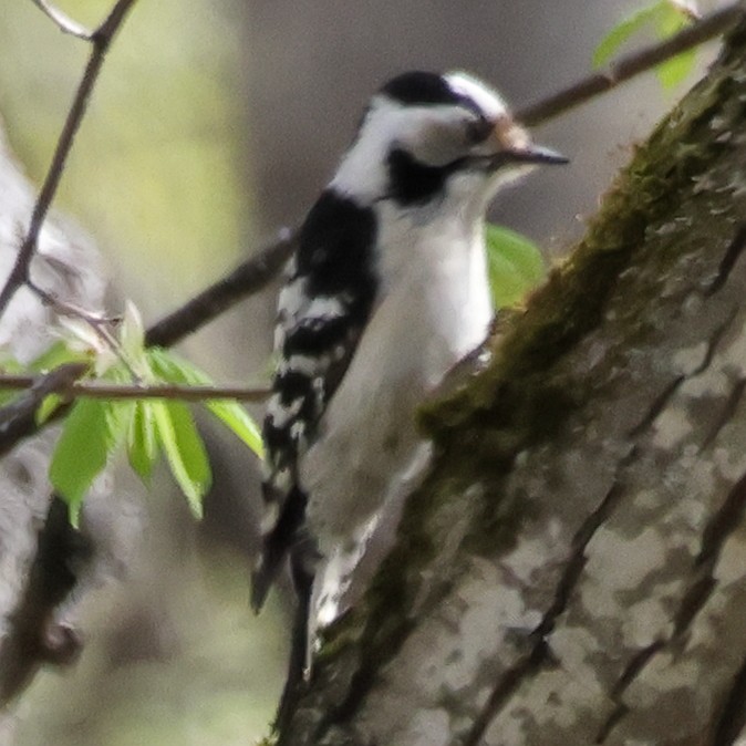 Lesser Spotted Woodpecker - Julia Shvetsova