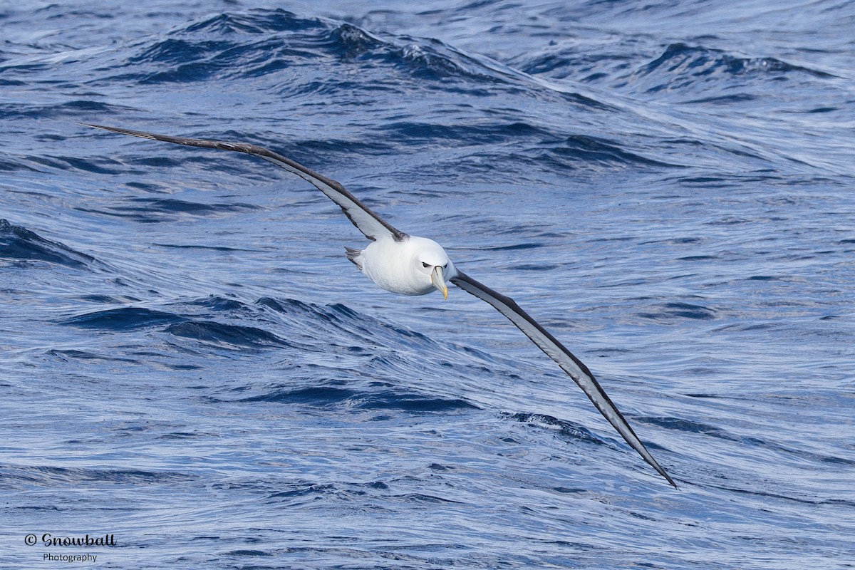 White-capped Albatross - Martin Snowball