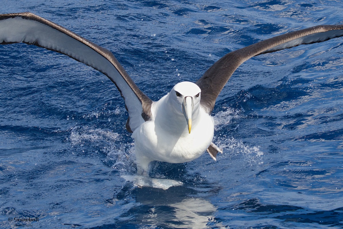 White-capped Albatross - ML617870990