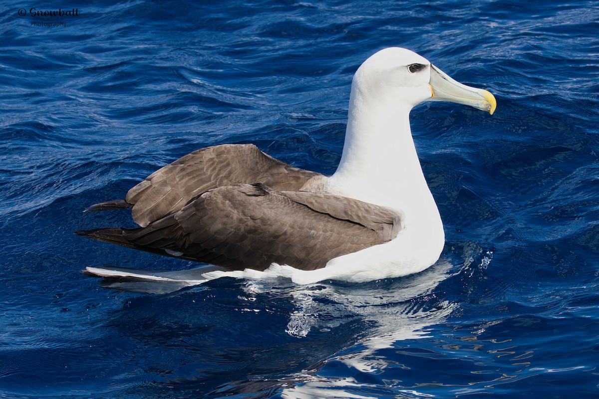 White-capped Albatross - ML617870996
