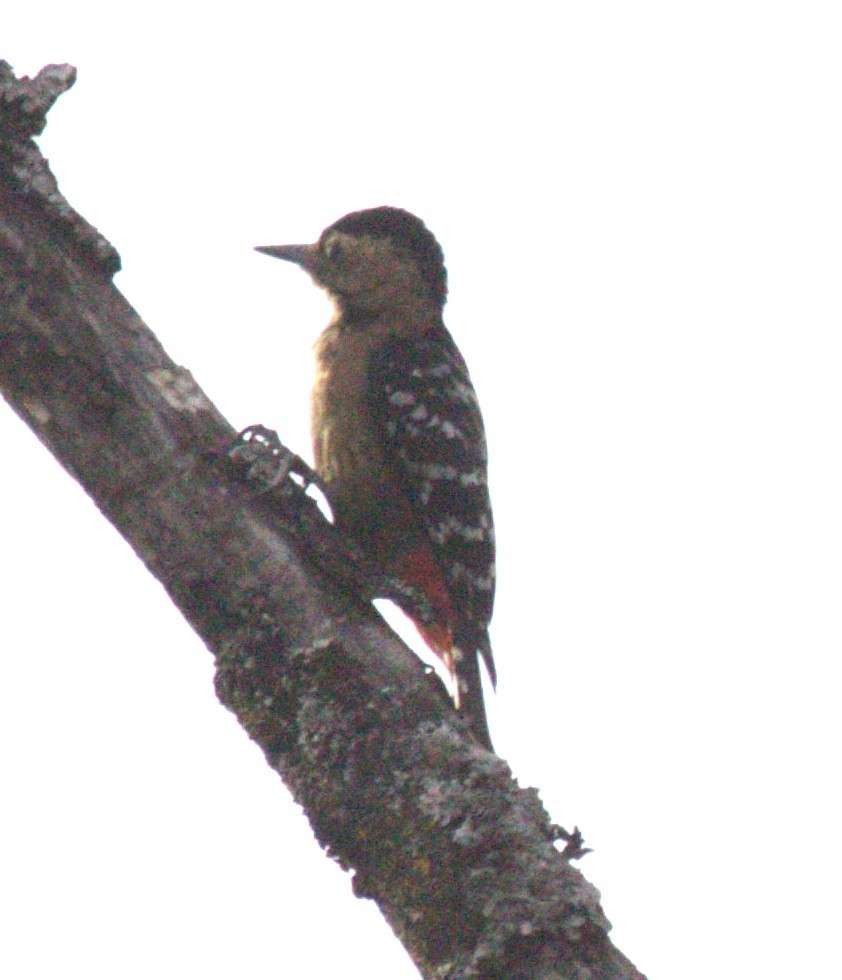 Fulvous-breasted Woodpecker - ML617871001