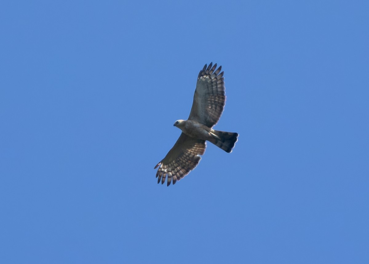 Wallace's Hawk-Eagle - ML617871052