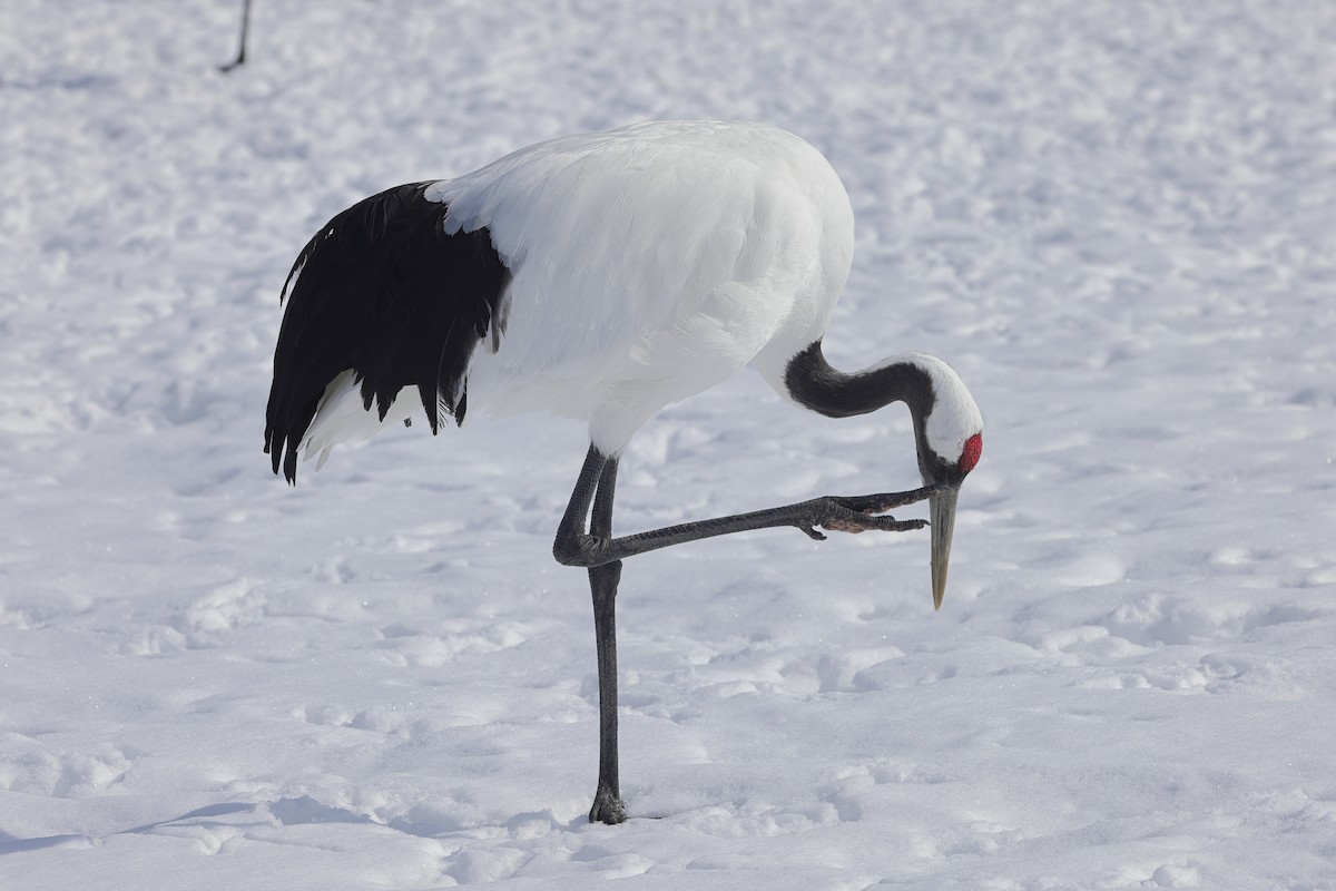 Red-crowned Crane - ML617871056